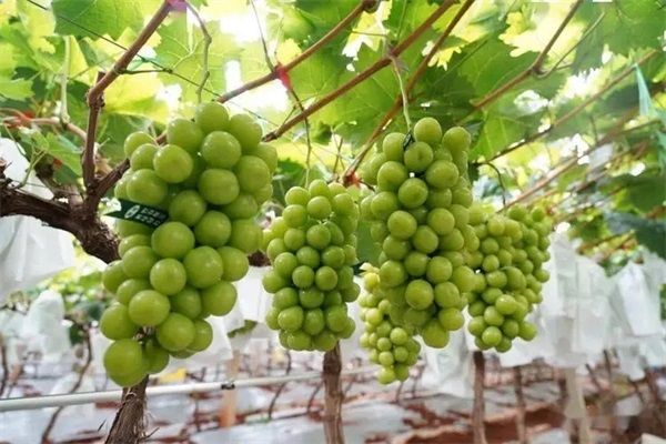 葡萄种植
