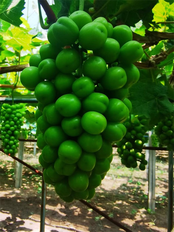葡萄种植